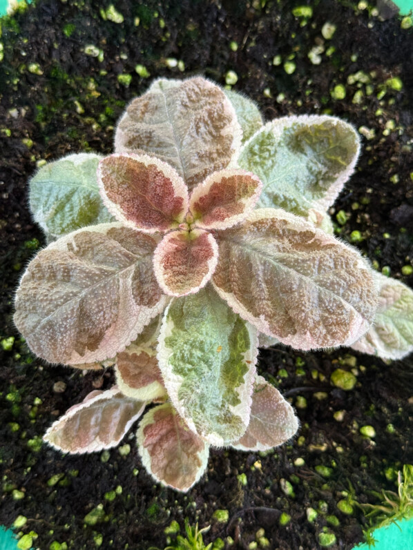Episcia cupreata ‘Snow White’