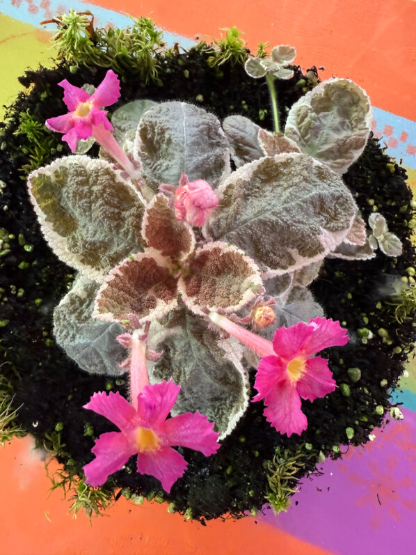 Floraison de l'Episcia cupreata 'Snow White', Gesnériacées, plante d'intérieur, terrarium, Paris 19e (75)