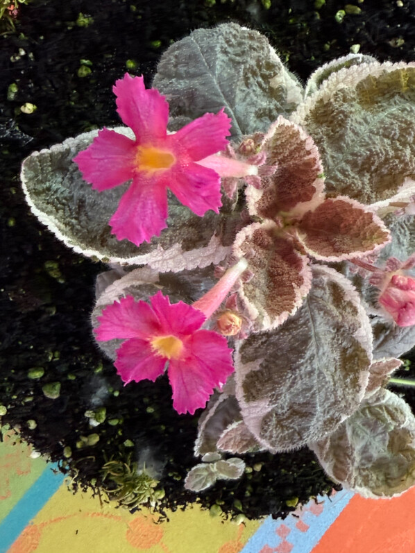 Floraison de l'Episcia cupreata 'Snow White', Gesnériacées, plante d'intérieur, terrarium, Paris 19e (75)