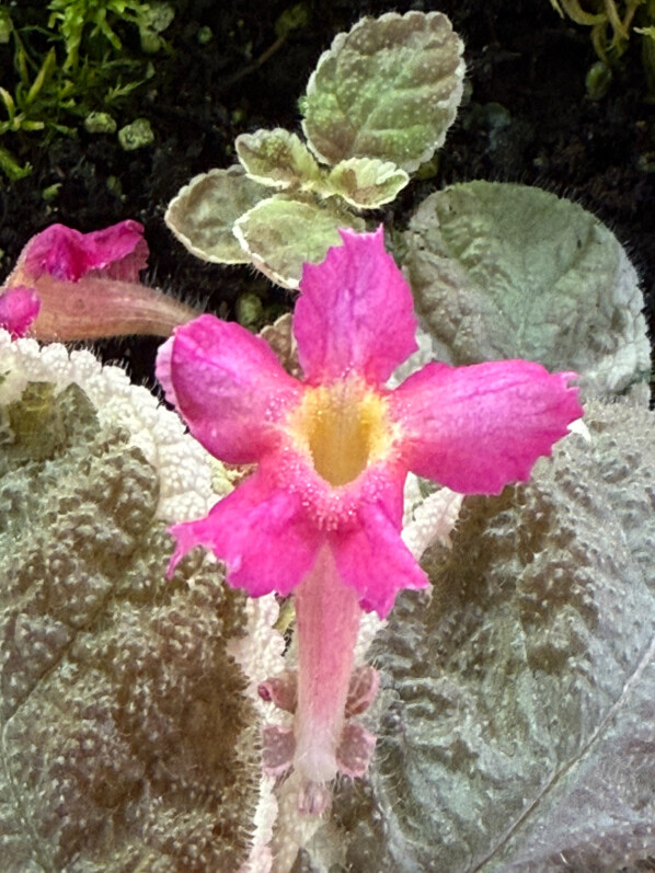 Floraison de mon Episcia cupreata ‘Snow White’