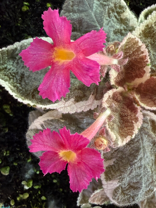 Floraison de l'Episcia cupreata 'Snow White', Gesnériacées, plante d'intérieur, terrarium, Paris 19e (75)