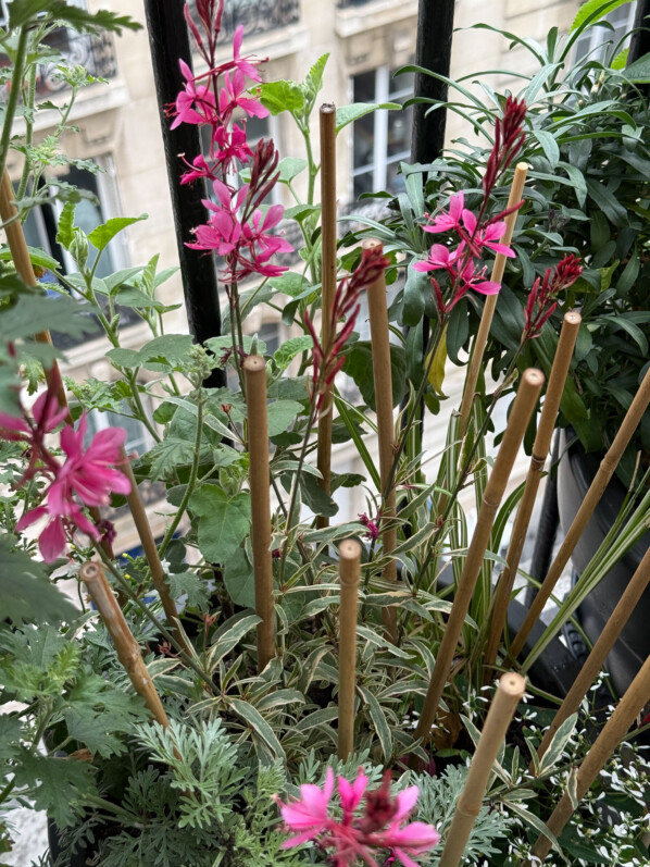 Gaura lindheimeri 'Gambit Variegata' au printemps sur mon balcon parisien, Paris 19e (75)