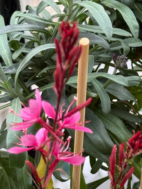 Gaura lindheimeri 'Gambit Variegata' au printemps sur mon balcon parisien, Paris 19e (75)