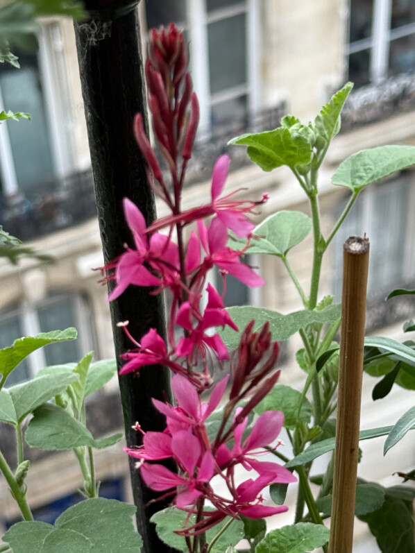 Gaura lindheimeri ‘Gambit Variegata’ décoratif avec ou sans fleurs