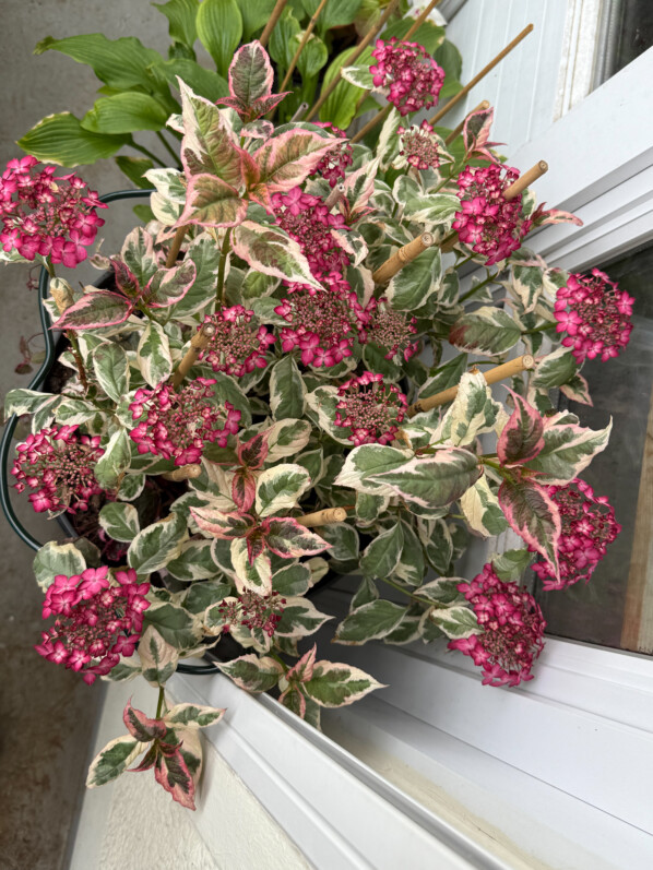 Potée d'Hydrangea serrata 'Euphoria Pink' au printemps sur mon balcon parisien, Paris 19e (75)