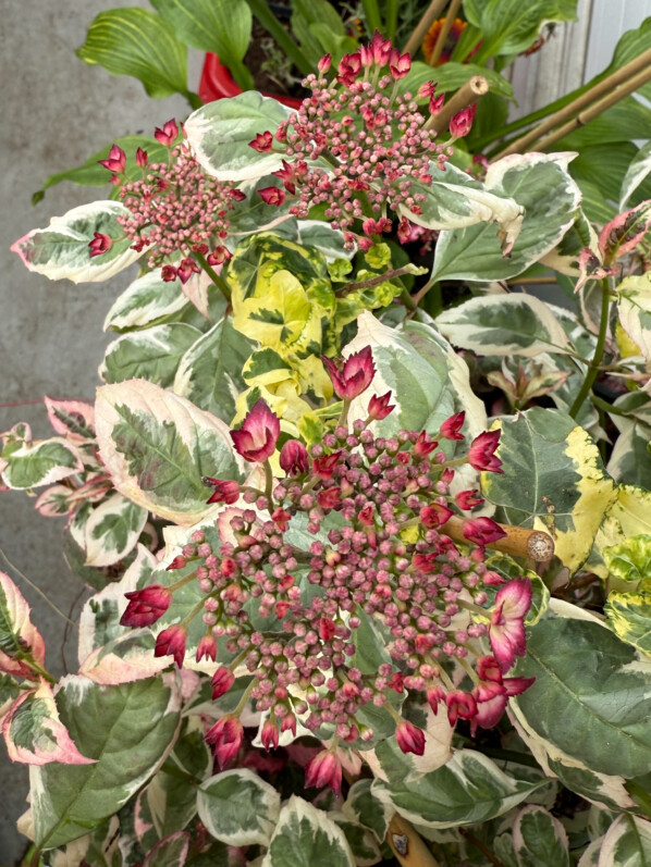 Hydrangea serrata Euphoria Pink au printemps sur mon balcon parisien, Paris 19e (75)