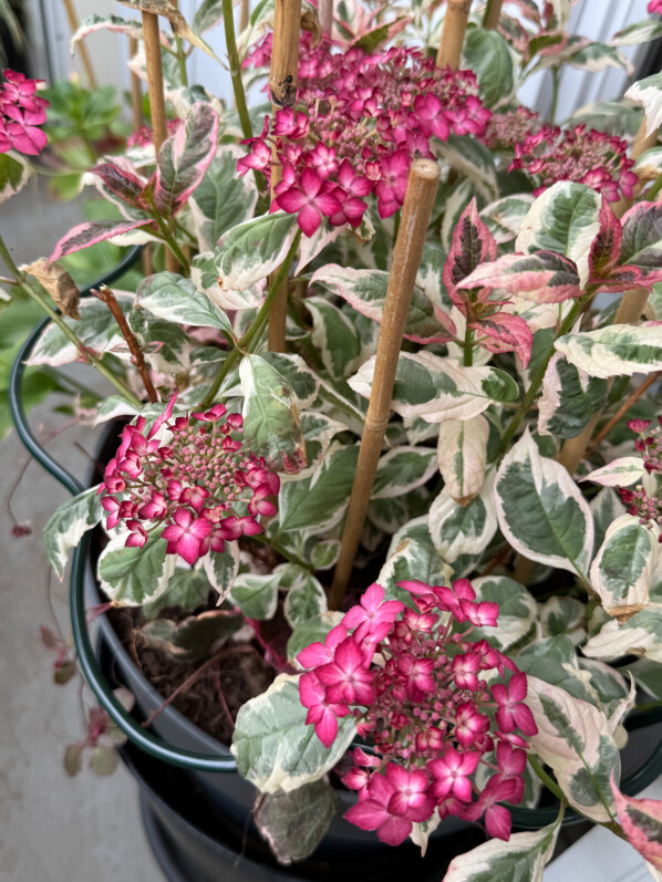 Potée d'Hydrangea serrata 'Euphoria Pink' au printemps sur mon balcon parisien, Paris 19e (75)