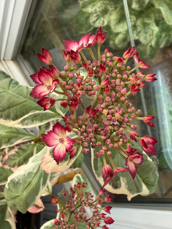 Hydrangea serrata Euphoria Pink au printemps sur mon balcon parisien, Paris 19e (75), 9 mai 2025, photo Alain Delavie