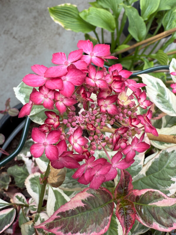 Potée d'Hydrangea serrata 'Euphoria Pink' au printemps sur mon balcon parisien, Paris 19e (75)