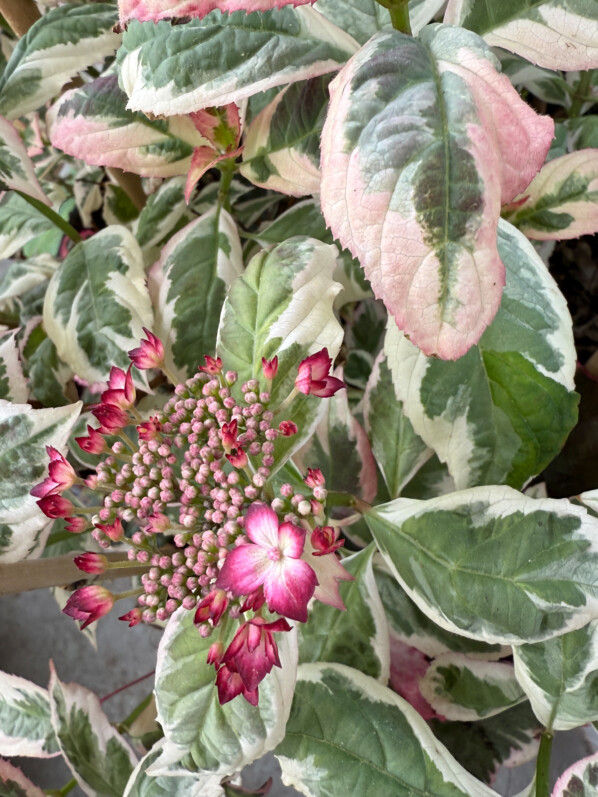 Hydrangea serrata Euphoria Pink au printemps sur mon balcon parisien, Paris 19e (75)