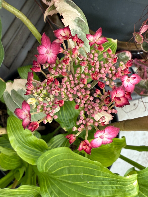 Hydrangea serrata Euphoria Pink au printemps sur mon balcon parisien, Paris 19e (75)