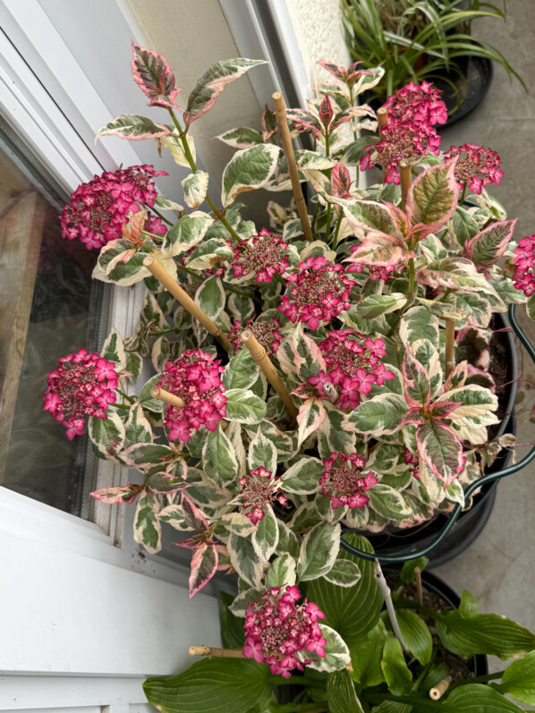 Potée d'Hydrangea serrata 'Euphoria Pink' au printemps sur mon balcon parisien, Paris 19e (75)
