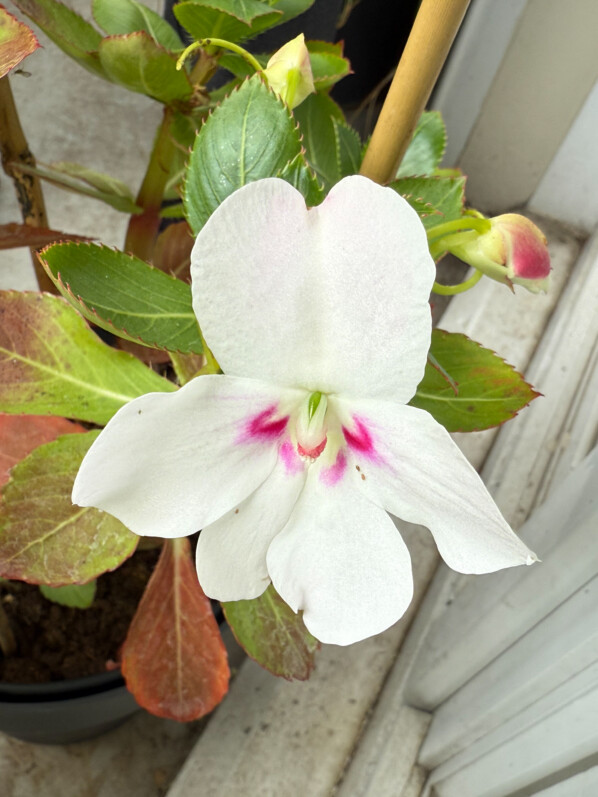 Le retour d’Impatiens sodenii ssp. sodenii sur mon balcon