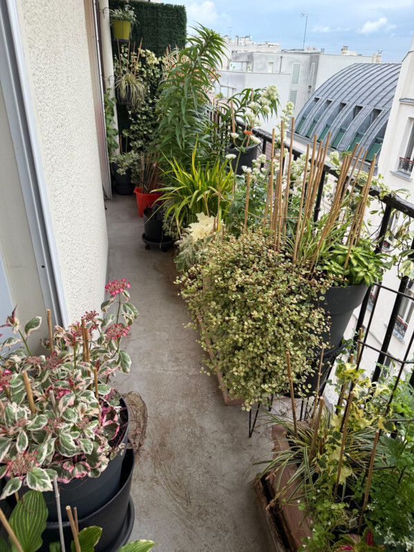 Au printemps sur mon balcon parisien, Paris 19e (75)