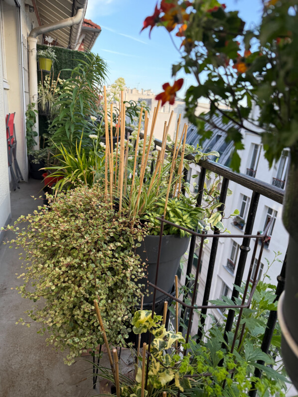 Mon balcon a retrouvé un plus bel aspect