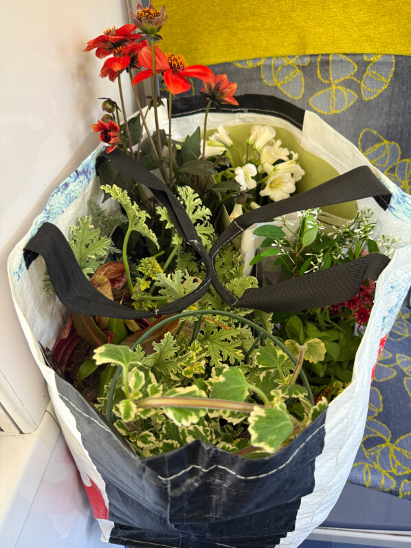 Voyage en RER de la jardinerie à mon balcon pour mes nouvelles plantes