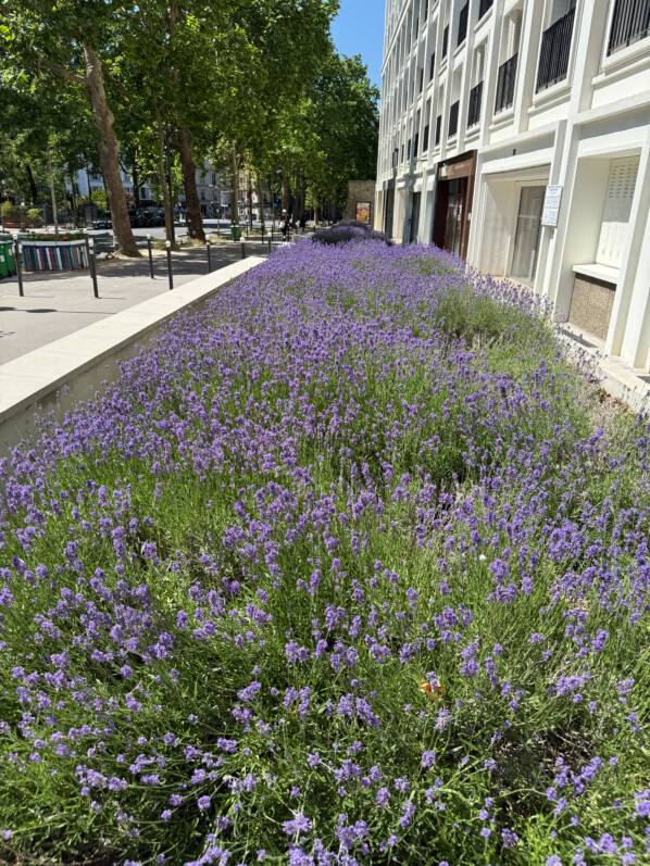 Parterre de lavandes fleuries, avenue Daumesnil, Paris 12e (75)