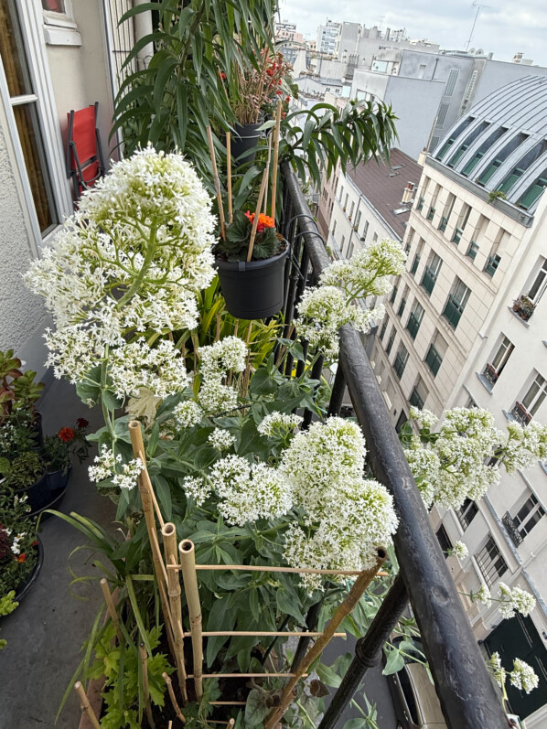 Centranthus ruber 'Albus', valériane des jardins, lilas d'Espagne, centrante rouge, au printemps sur mon balcon parisien, Paris 19e (75)