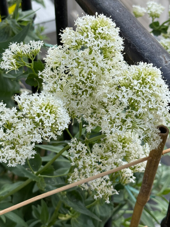 Comme du lilas… mais d’Espagne