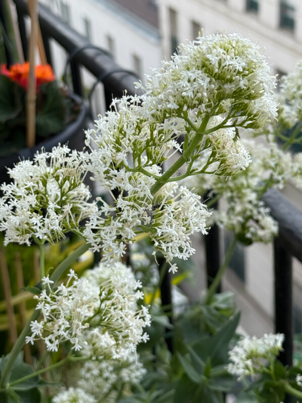Centranthus ruber 'Albus', valériane des jardins, lilas d'Espagne, centrante rouge, au printemps sur mon balcon parisien, Paris 19e (75)