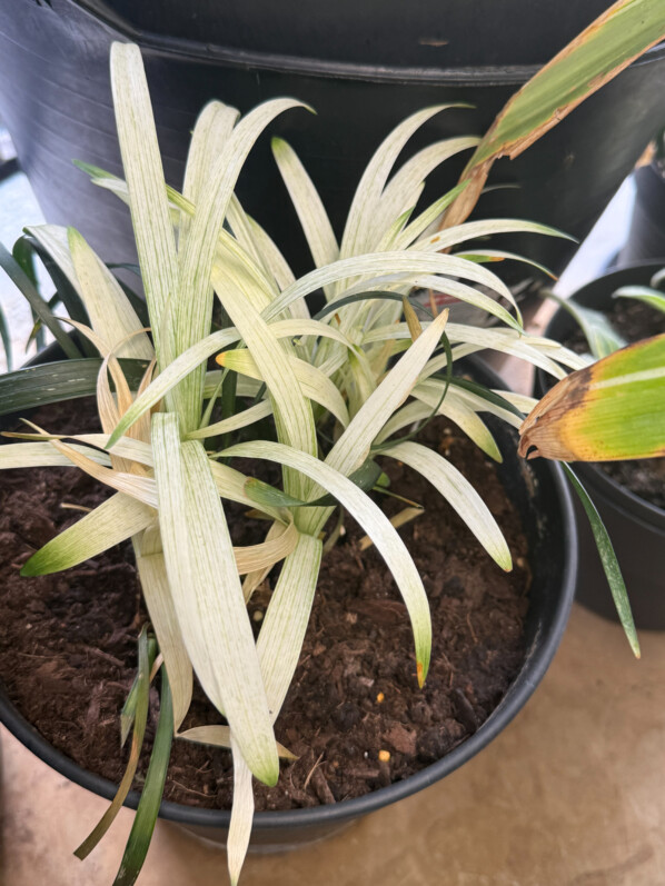 Belle touffe de feuilles blanches pour ma liriope ‘Okina’