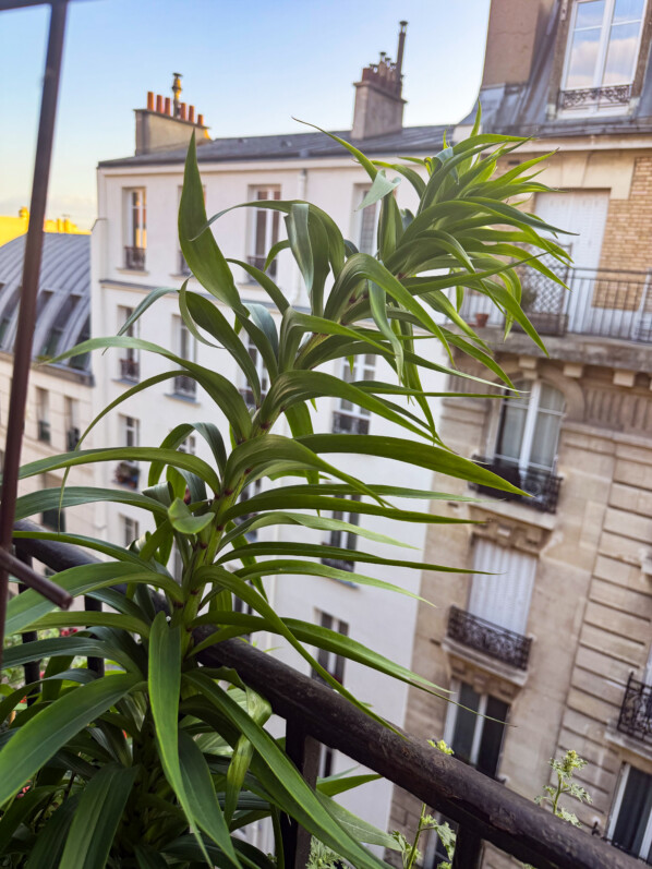 Lis 'Mister Cas' au printemps sur mon balcon parisien, Paris 19e (75)