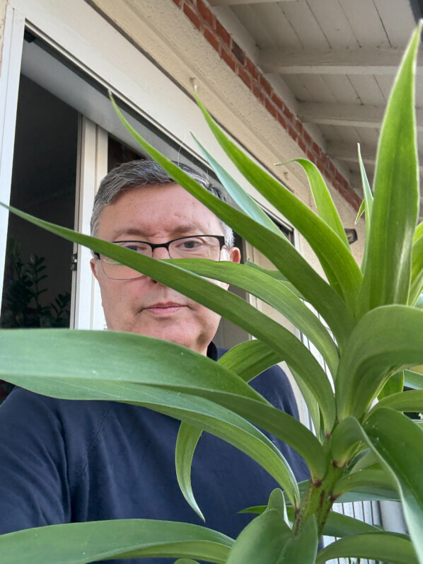 En 15 jours les lis se sont hissés au-dessus de la balustrade de mon balcon