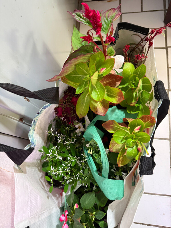 Mes achats de plantes à l'École Du Breuil et au Salon du Végétal de Neuilly, mai 2025