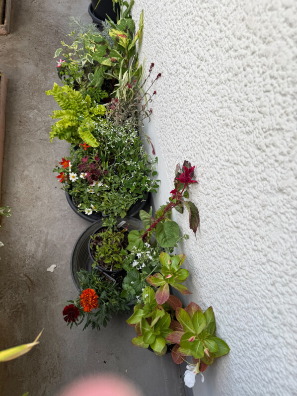 Mes achats de jeunes plants au printemps sur mon balcon parisien, Paris 19e (75)