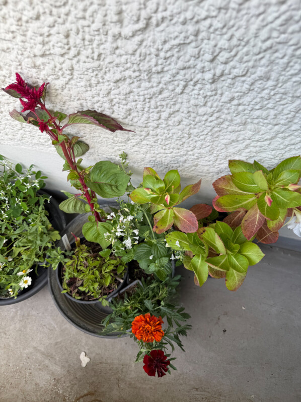 Mes achats de jeunes plants au printemps sur mon balcon parisien, Paris 19e (75)