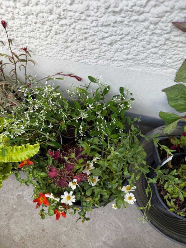 Mes achats de jeunes plants au printemps sur mon balcon parisien, Paris 19e (75)