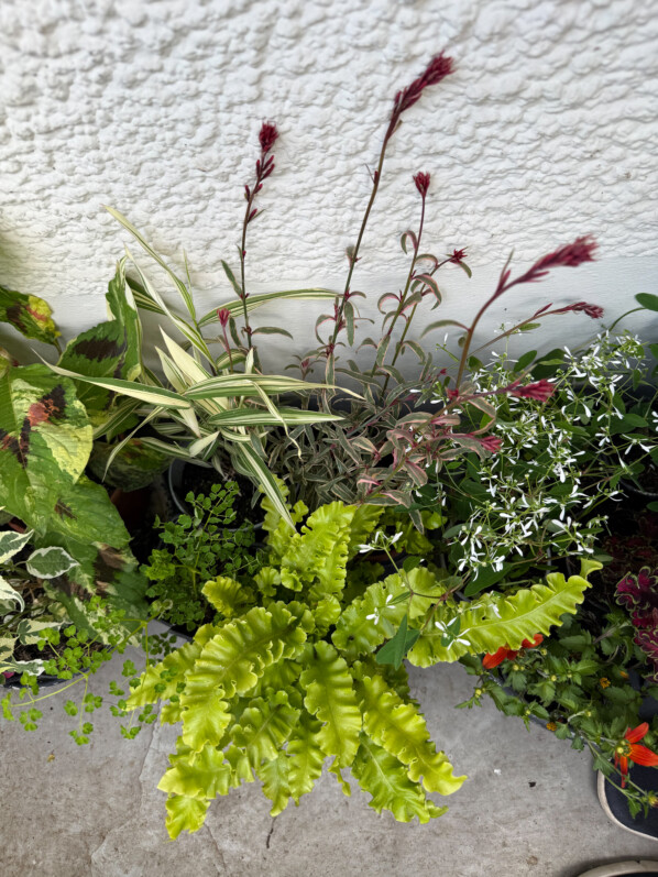 Trois fêtes des plantes et de nouveaux achats de plantes pour mon balcon