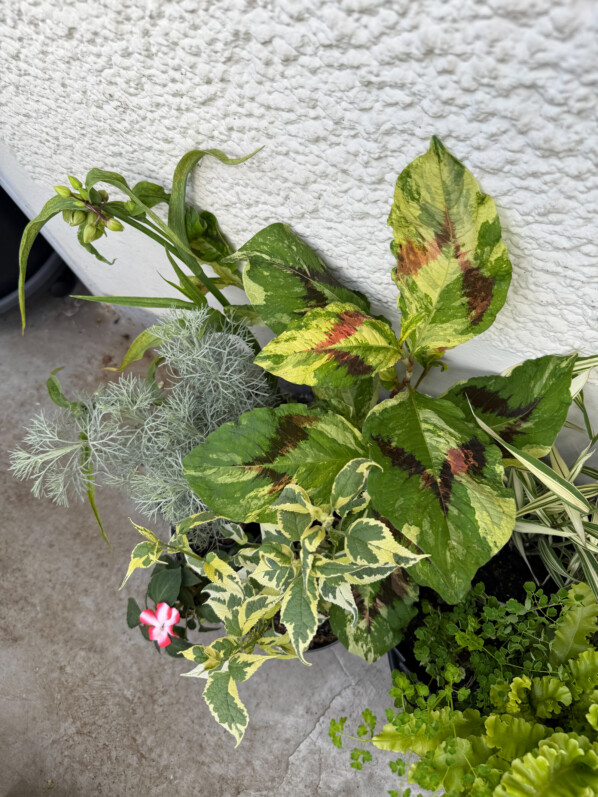Mes achats de jeunes plants au printemps sur mon balcon parisien, Paris 19e (75)