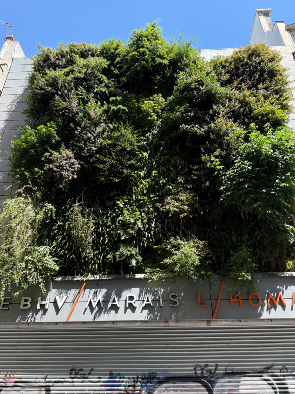 Le Mur végétal du BHV Homme (Paris 4e) toujours aussi beau et foisonnant