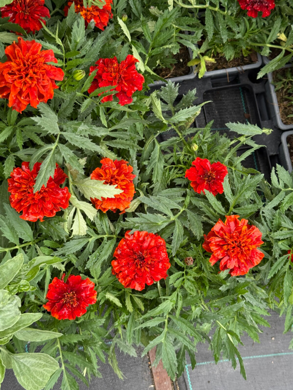 Oeillet d'Inde, Tagetes patula 'Firewall', Fête de l'École Du Breuil, Paris 12e (75)
