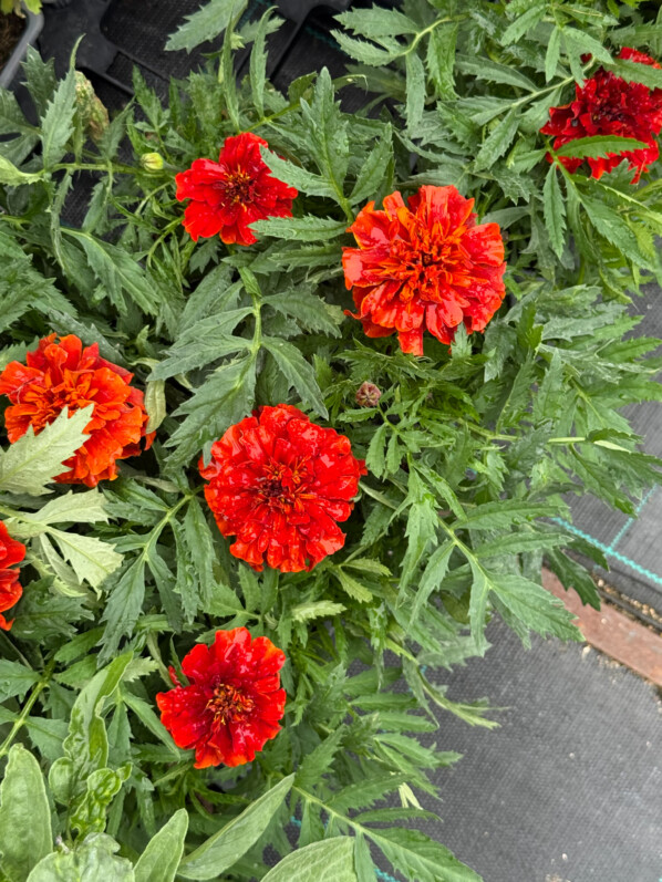 Oeillet d'Inde, Tagetes patula 'Firewall', Fête de l'École Du Breuil, Paris 12e (75)