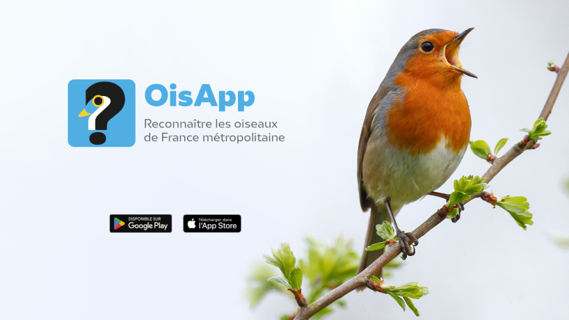 La LPO lance une application mobile pour identifier les oiseaux de France métropolitaine