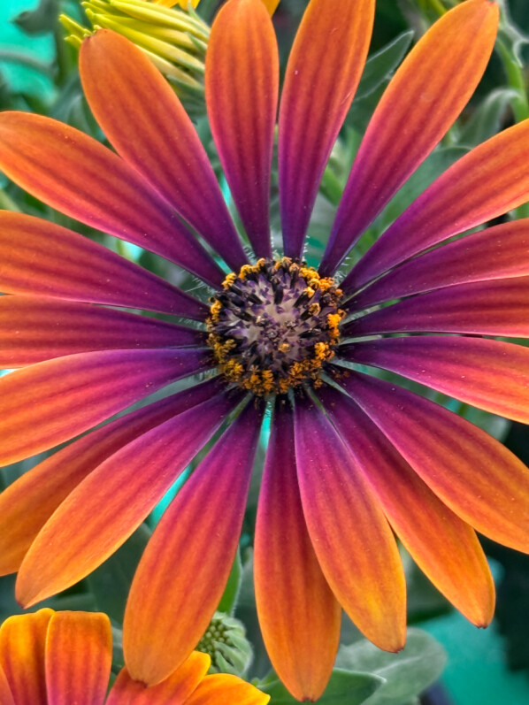 Osteospermum au printemps sur mon balcon parisien, Paris 19e (75)
