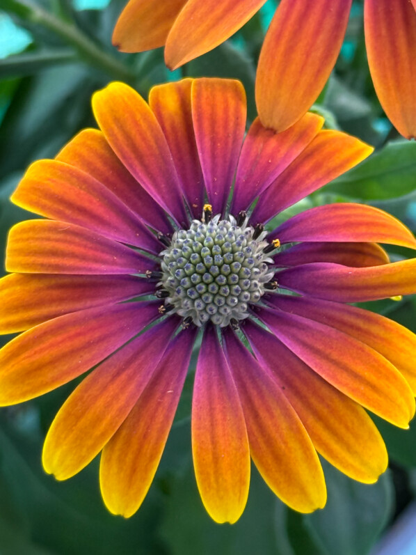 Osteospermum au printemps sur mon balcon parisien, Paris 19e (75)