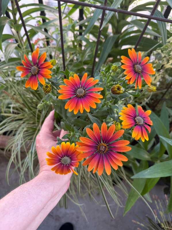 Osteospermum au printemps sur mon balcon parisien, Paris 19e (75)