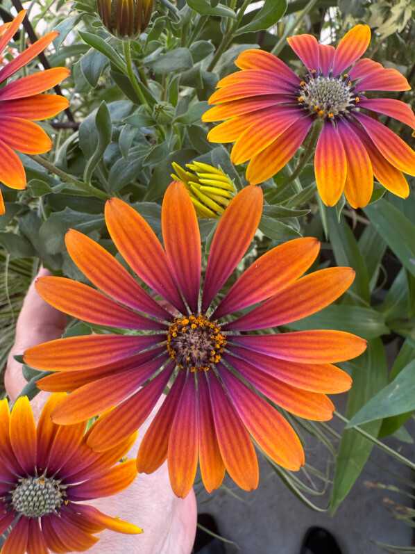Osteospermum au printemps sur mon balcon parisien, Paris 19e (75)