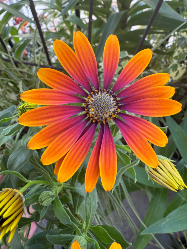 Coloris très original pour cet osteospermum