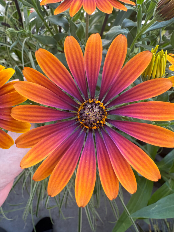 Osteospermum au printemps sur mon balcon parisien, Paris 19e (75)