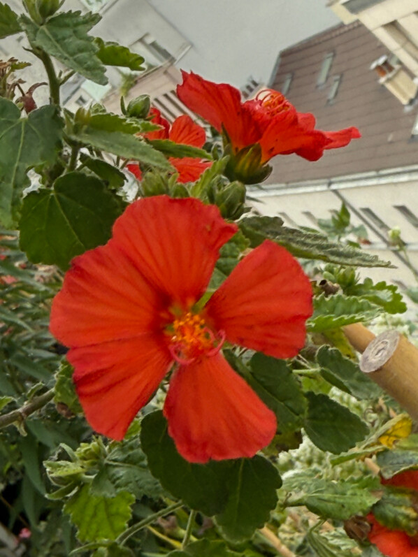 Pavonia 'Flamboyant' au printemps sur mon balcon parisien, Paris 19e (75)