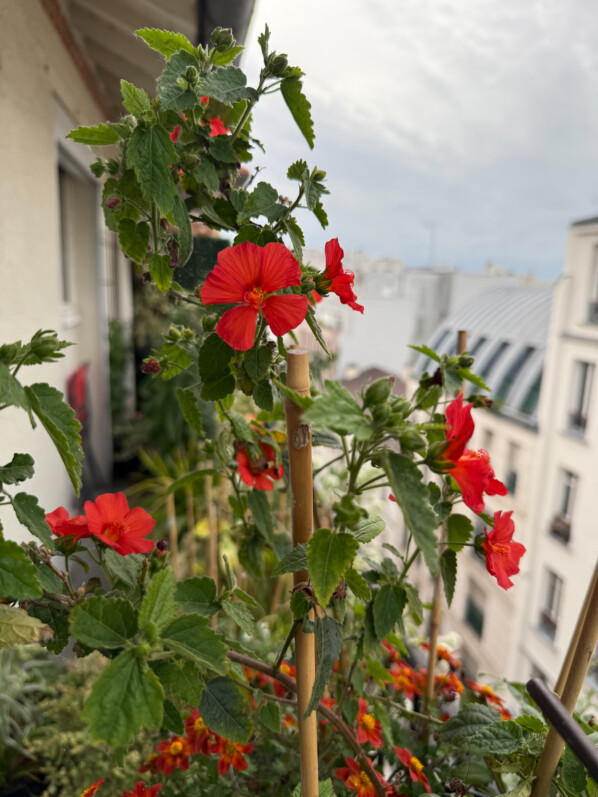 Pavonia 'Flamboyant' au printemps sur mon balcon parisien, Paris 19e (75)