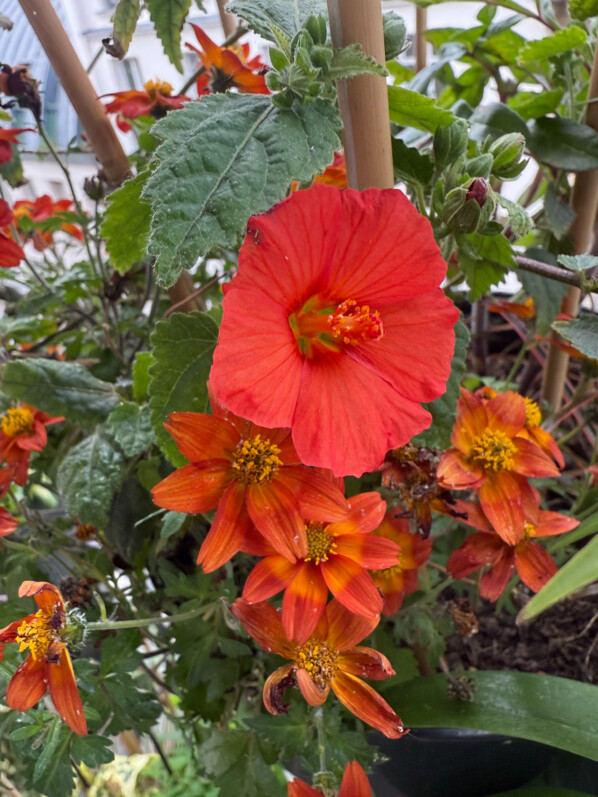 Pavonia 'Flamboyant' au printemps sur mon balcon parisien, Paris 19e (75)