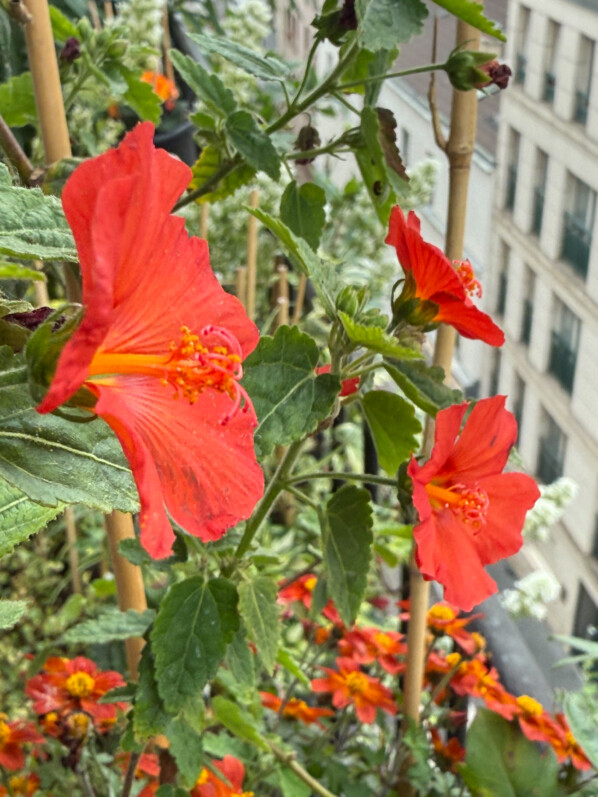 Pavonia 'Flamboyant' au printemps sur mon balcon parisien, Paris 19e (75)