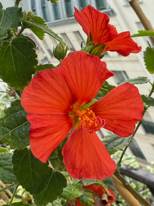 La floraison du Pavonia ‘Flamboyant’ recommence sur mon balcon parisien