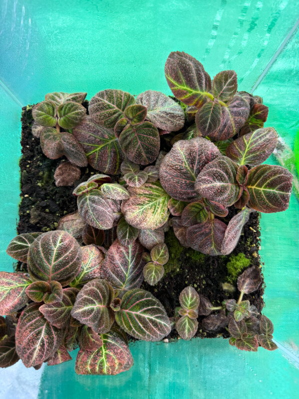 Pearcea hypocyrtiflora, Gesnériacées, plante d'intérieur, terrarium, Paris 19e (75)