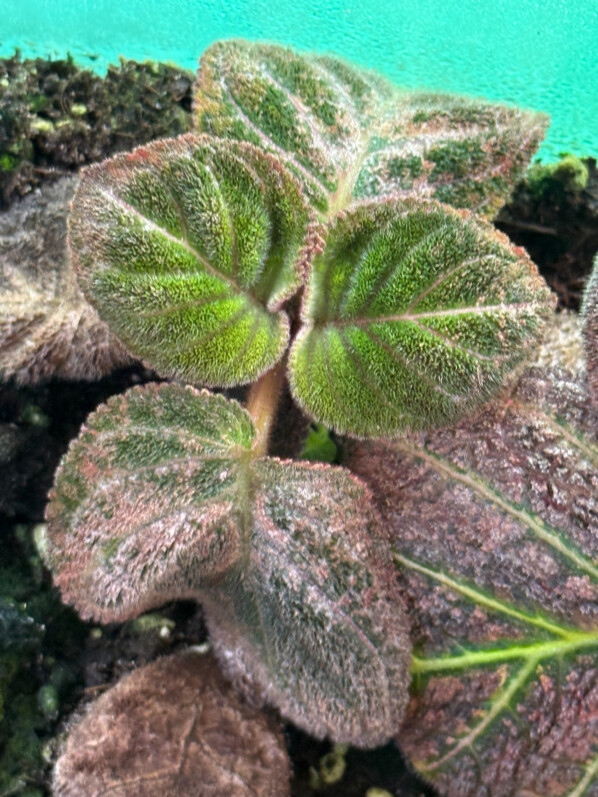 Les belles couleurs du feuillage de Pearcea hypocyrtifolia (Gesnériacées)